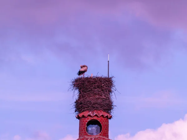 Cigogne dans son nid — Photo