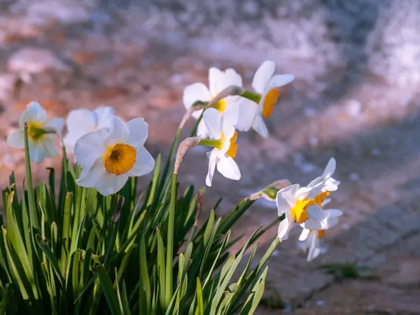 Close Van Narcissus Van Lente Tuin Overdag — Stockfoto