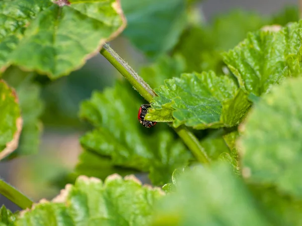 Lady Bug Leaf Spring Time — стоковое фото