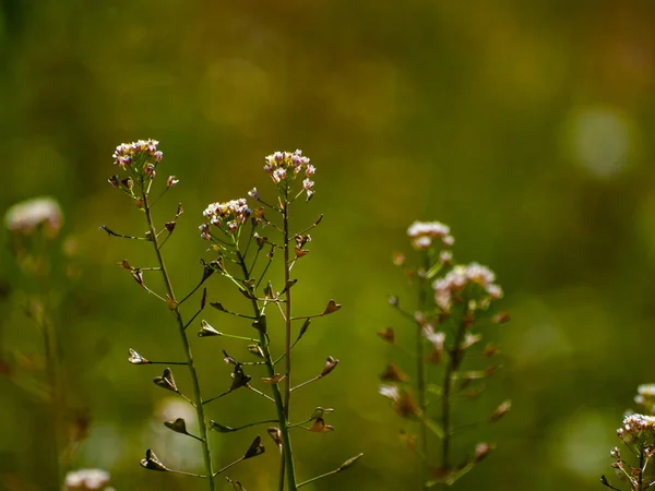 Flores Silvestres Primavera Campo — Fotografia de Stock