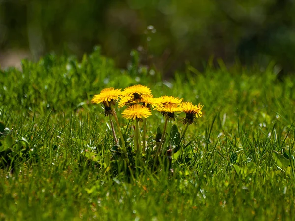 Fleurs Sauvages Printanières Dans Champ — Photo