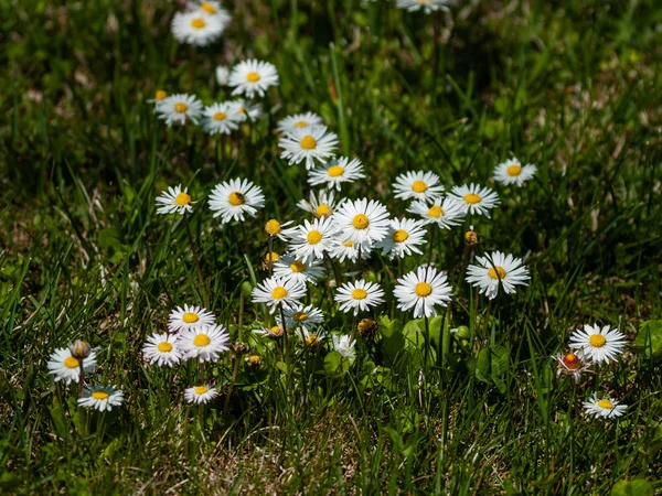 Fleurs Sauvages Printanières Dans Champ — Photo