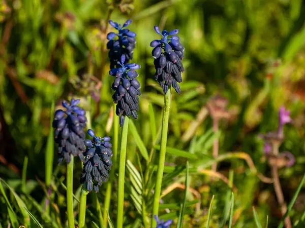 Alanda bahar yaban çiçekleri 