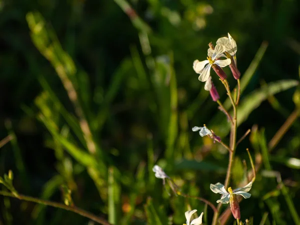 Fleurs Sauvages Printanières Dans Champ — Photo