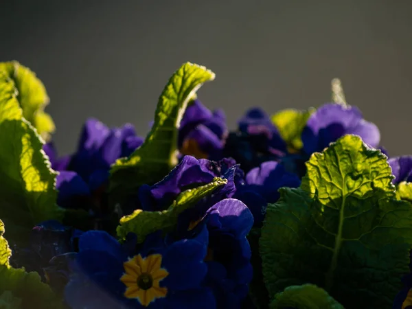 Fleurs Sauvages Printanières Dans Champ — Photo
