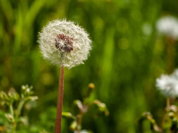 Spring Wildflowers Field — Stock Photo, Image