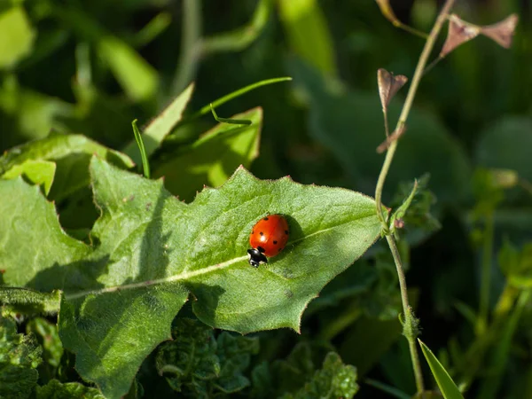 Lady Bug Planta Verde Primavera —  Fotos de Stock