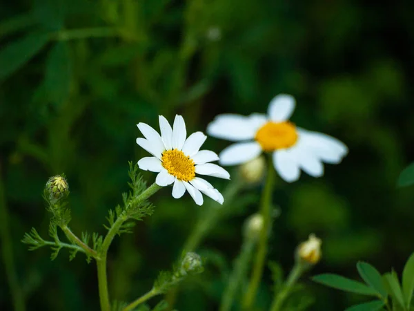 Alanda Bahar Yaban Çiçekleri — Stok fotoğraf