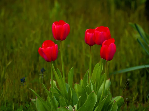 Close Spring Tulips Garden Daytime — Stock Photo, Image