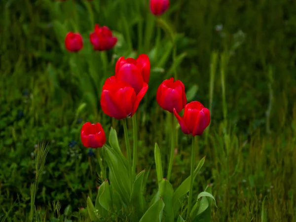 Bahar Lale Bahçesinde Gündüz Yakın Çekim — Stok fotoğraf