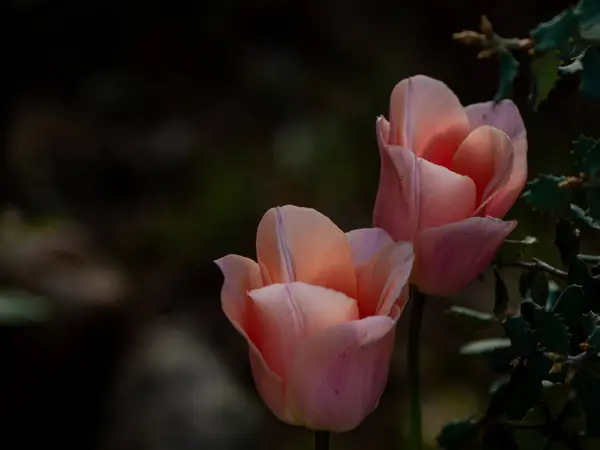 Fermer Les Tulipes Printanières Dans Jardin Jour — Photo