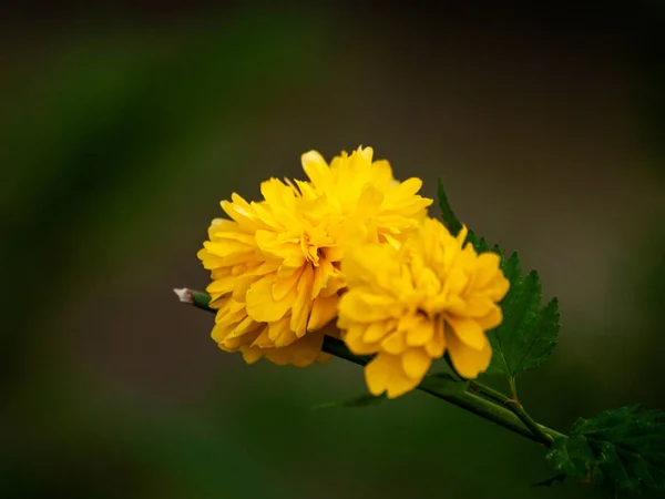 Bellissimi Fiori Estivi Fioriti Vicino — Foto Stock