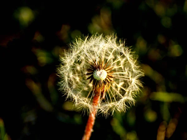 Hermosa Planta Diente León Cerca — Foto de Stock