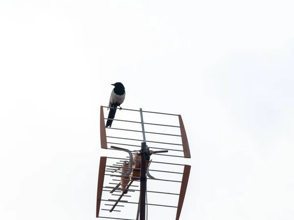 Bird Perching Antenna Close Wild Life — Stock Photo, Image