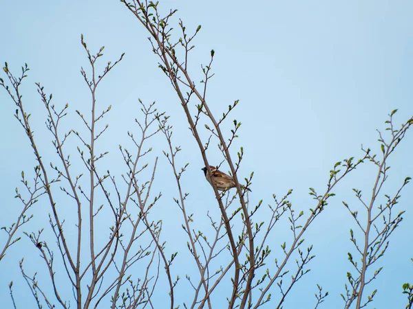 Bird Perching Branch — Stock Photo, Image