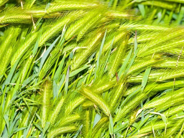 Agricultura Campo Trigo Cantabria España —  Fotos de Stock