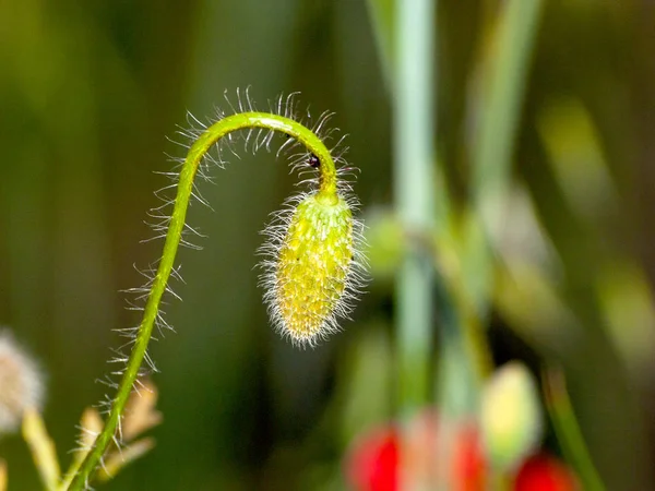 Close Poppy Flower Bud Springtime Outdoors — Stock Photo, Image