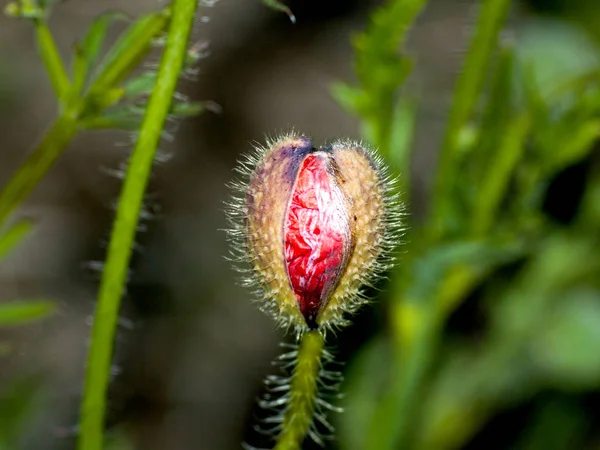 haşhaş çiçek tomurcuk içinde ilkbahar açık havada, yakın çekim 