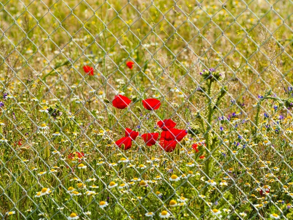 Frühlingswildblumen Auf Dem Feld — Stockfoto