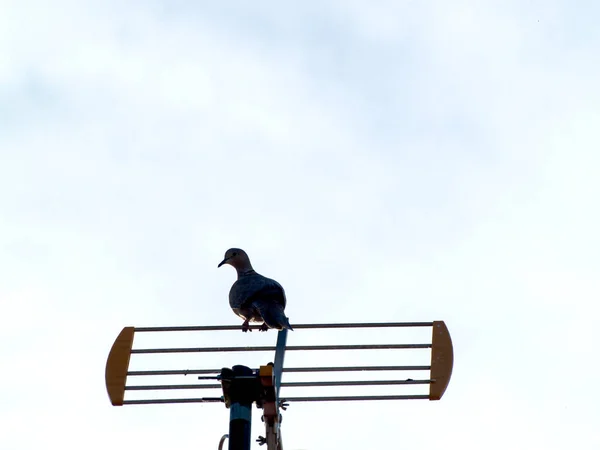 Bird Sitting Wire Outdoors — Stock Photo, Image