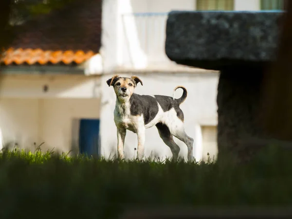 Симпатичная Собака Даче Весной — стоковое фото