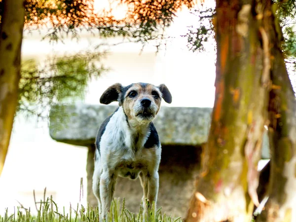 Симпатичная Собака Даче Весной — стоковое фото