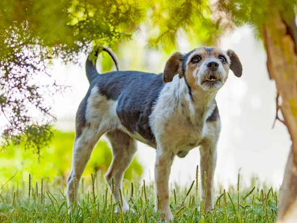 Смешная Милая Собака Зеленой Траве — стоковое фото