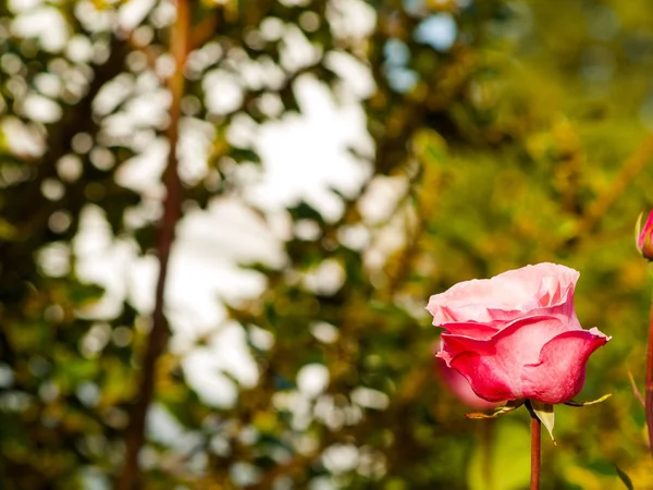 Zamknąć Rose Wiosna Ogrodzie Ciągu Dnia — Zdjęcie stockowe
