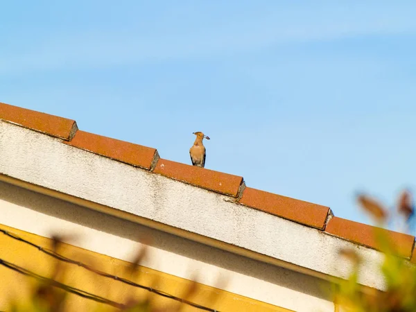 Grauer Vogel Freien Fauna Tier — Stockfoto