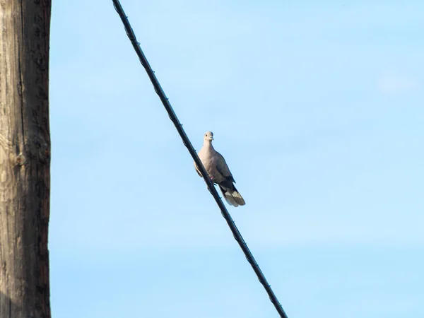 Bird Sitting Wire — Stock Photo, Image