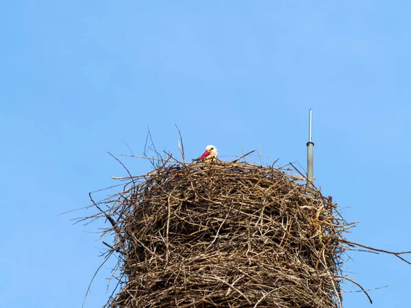 Cigogne dans son nid — Photo