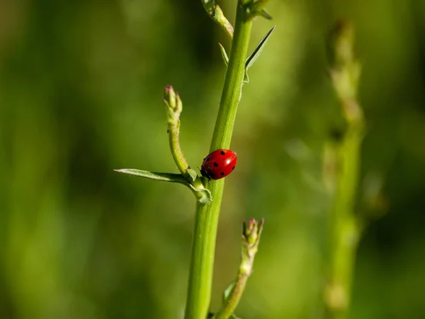 Lady Bug Una Planta Primavera — Foto de Stock