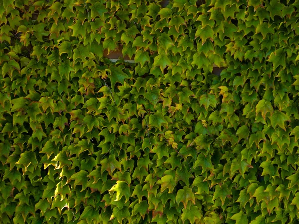 Duvar Arka Planda Yeşil Yaprakları Ile Bitki Yakın — Stok fotoğraf