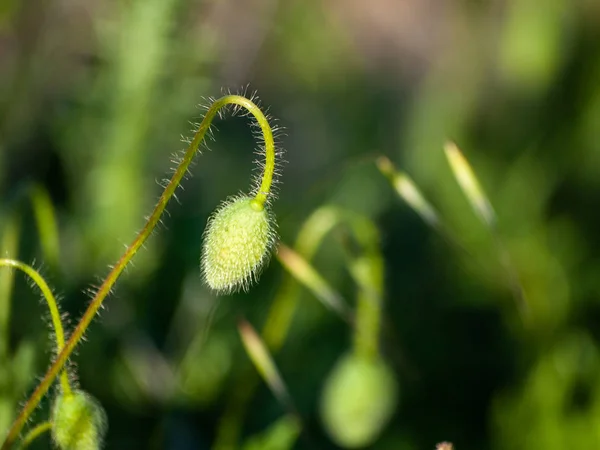 Primer Plano Brote Flores Amapola Primavera Aire Libre — Foto de Stock