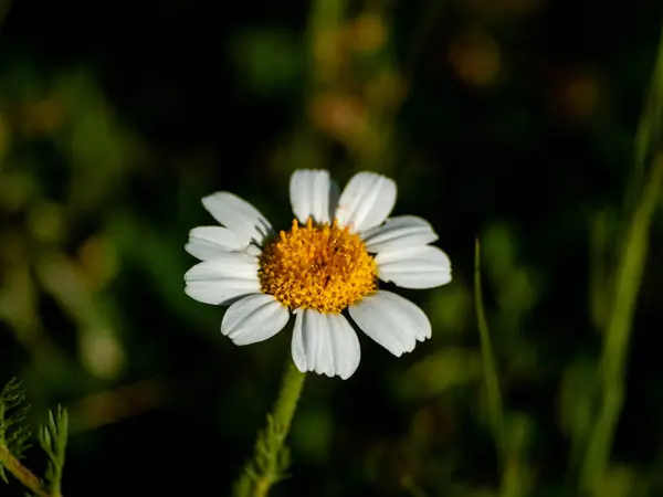 Schöne Sommerblume Kamille Aus Nächster Nähe — Stockfoto