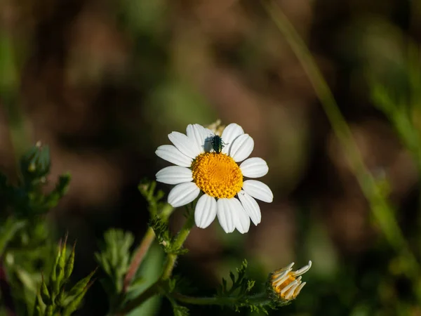 beautiful summer flower chamomile with insect  close up