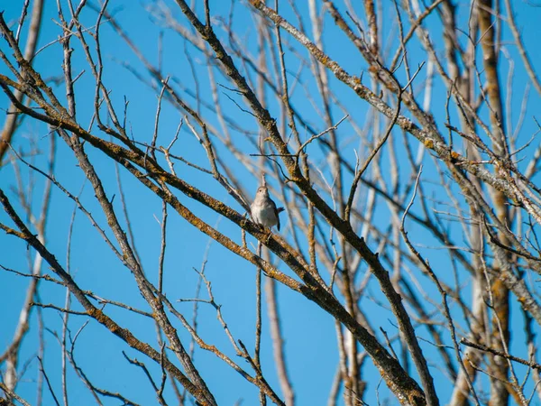 Pássaro Empoleirado Galho Árvore — Fotografia de Stock
