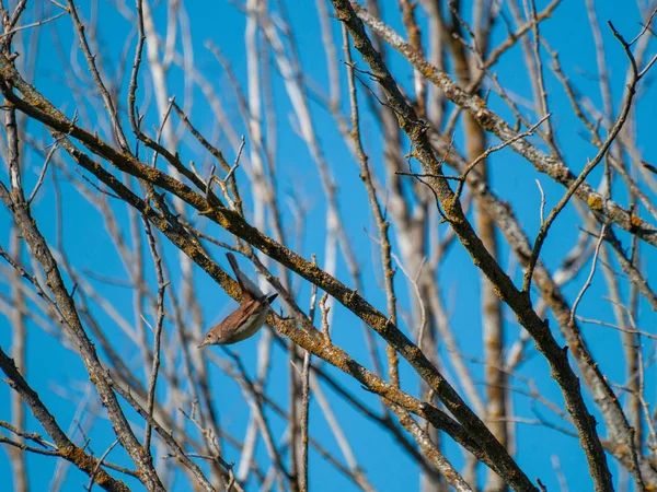 Bird Perching Tree Branch — Stock Photo, Image