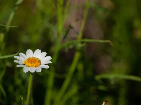 Schöne Sommerblume Kamille Aus Nächster Nähe — Stockfoto