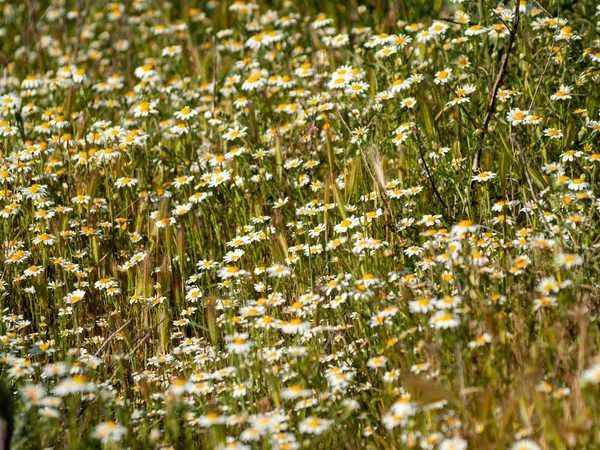 Large Group Daisies Meadow Salamanca Spain — Stock Photo, Image