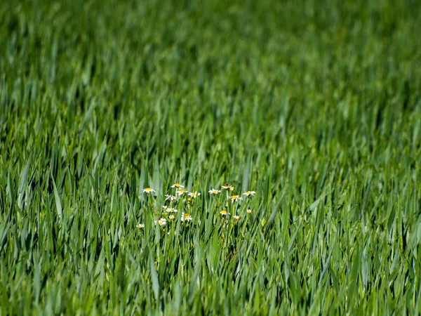 Agricultura Campo Verde Salamanca Espanha — Fotografia de Stock