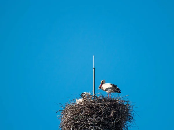 Cigognes Dans Nid Avec Fond Bleu Ciel — Photo