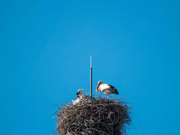 Cigognes Dans Nid Avec Fond Bleu Ciel — Photo