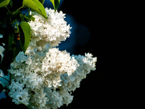 Lindas Flores Lilás Verão Florescendo Perto — Fotografia de Stock