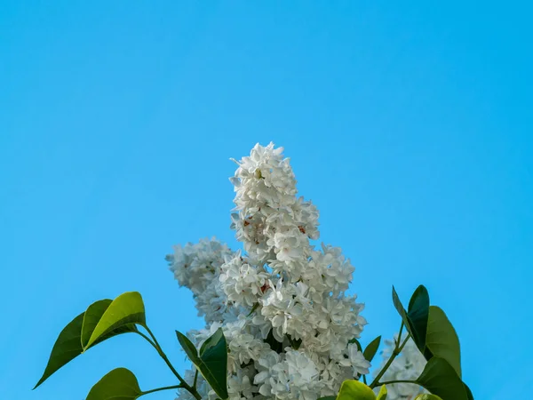 Nádherná Kvetoucí Letní Květiny Blízko — Stock fotografie