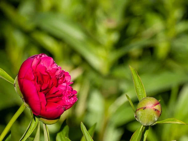 Beautiful Blooming Summer Peony Flower Close — Stock Photo, Image