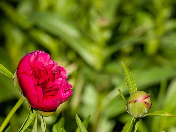 Hermosa Flor Peonía Verano Cerca — Foto de Stock