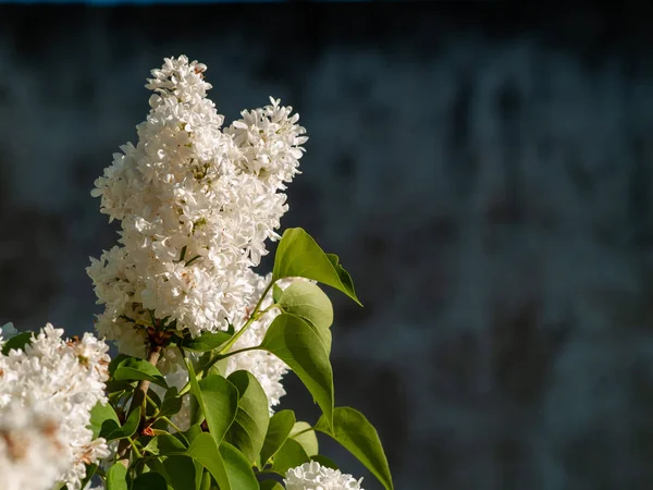 Nádherná Kvetoucí Letní Květiny Blízko — Stock fotografie