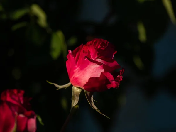 Piękna Róża Kwitnący Ogród Wiosną — Zdjęcie stockowe