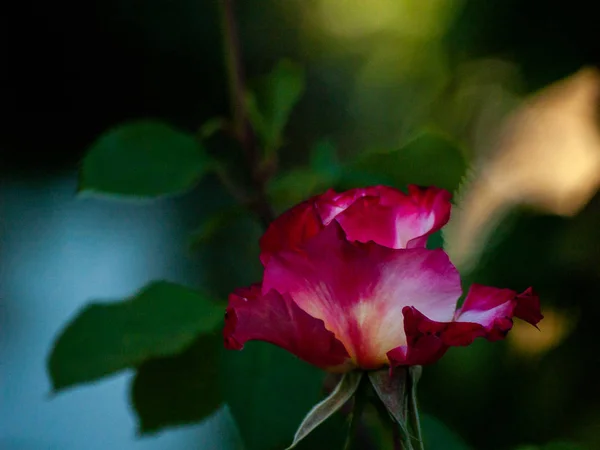 Nádherná Růže Kvetoucí Zahradě Jaře — Stock fotografie